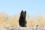 SCHIPPERKE 117